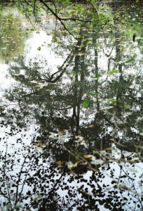 Reflections in the lake at Woodbroke